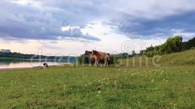 两匹棕色的马，幼驹和母马，在阳光明媚的夏日，一只牧羊犬在湖边的绿草牧场上奔跑。